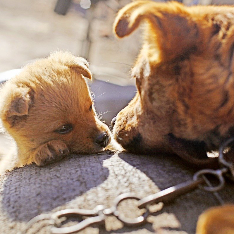 親子みたい？友人みたい？理想の犬と飼い主とは？上下関係のウソ・ホント