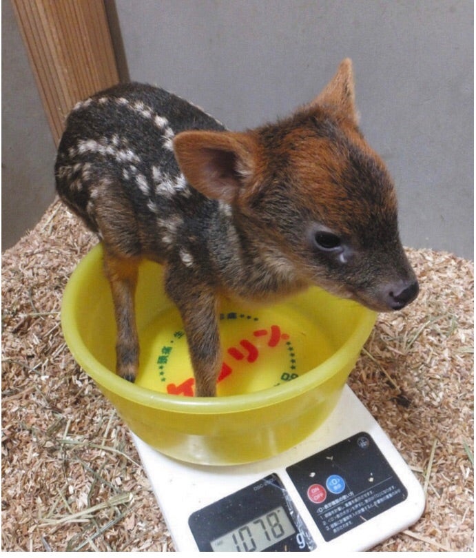 イノシシの赤ちゃん ウリ坊 の写真素材6327809- PIXTA