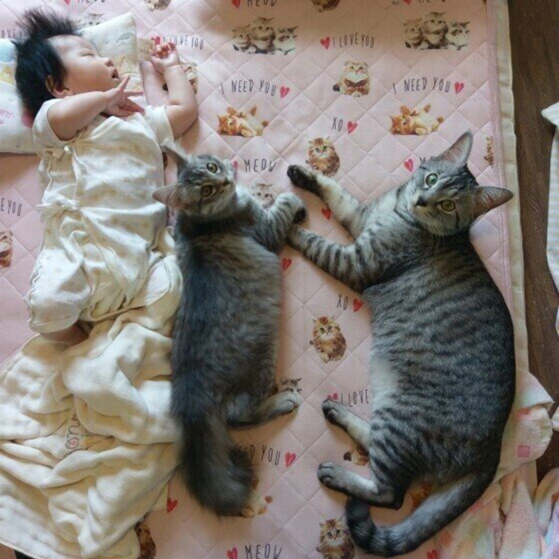 猫と赤ちゃんは仲良く出来るの？暮らす時の注意点と過ごし方！ねこちゃんホンポ