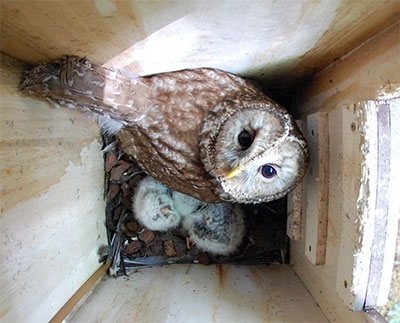 生き物解説 「フクロウの体の秘密を探れ！～夜のハンターのすごい工夫～」トヨタの森 公式ブログ