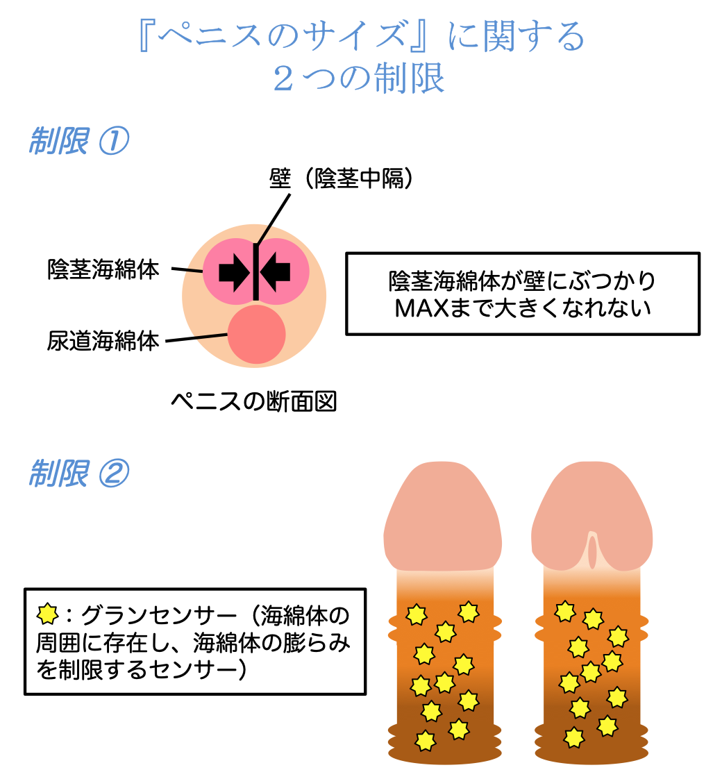 ペニスの平均サイズ | ネットのくすり屋さんコラム