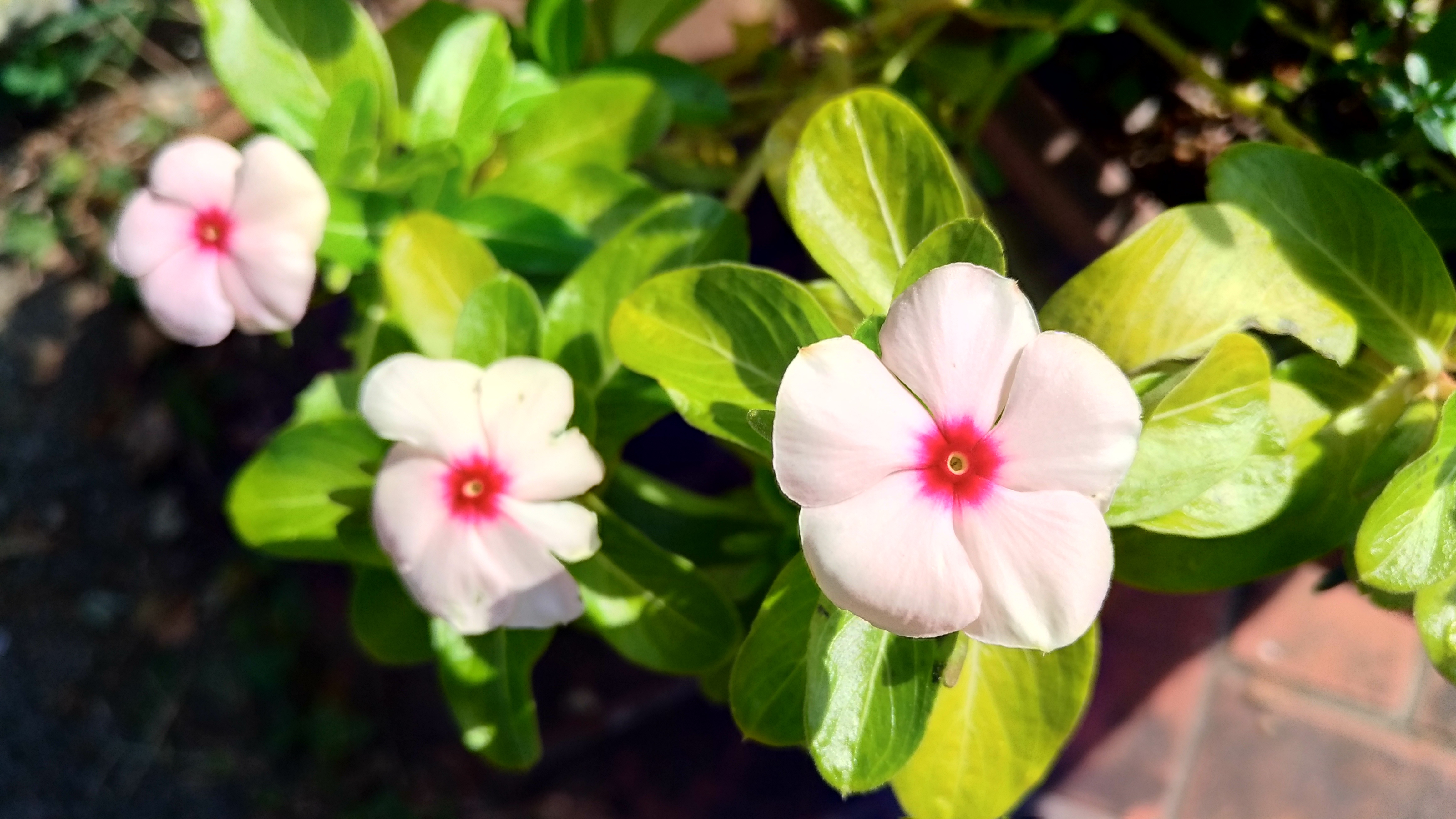花言葉で友情・感謝の花を調べて大切な友人に贈るおすすめの花│生活の緑