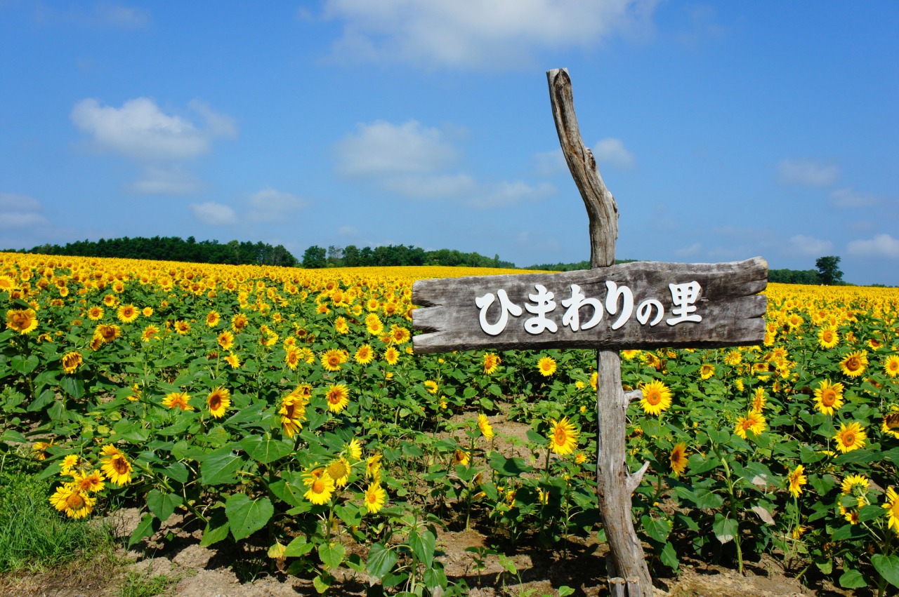 洲原ひまわりの里（岐阜県美濃市下河和468-3）ひまわり畑ネット / SUHARA sunflower