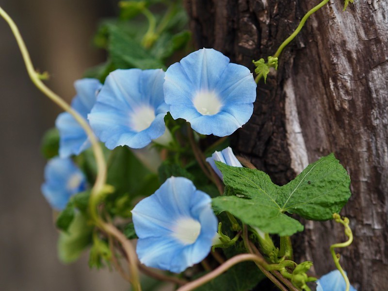 友情」の花言葉友達に贈りたい素敵な花言葉17選観葉植物・お花の通販 AND PLANTSアンドプランツ