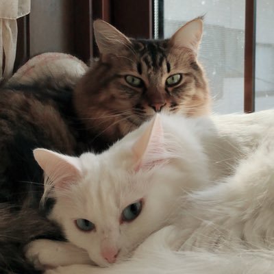 🐾オフレット🐾 on X: 