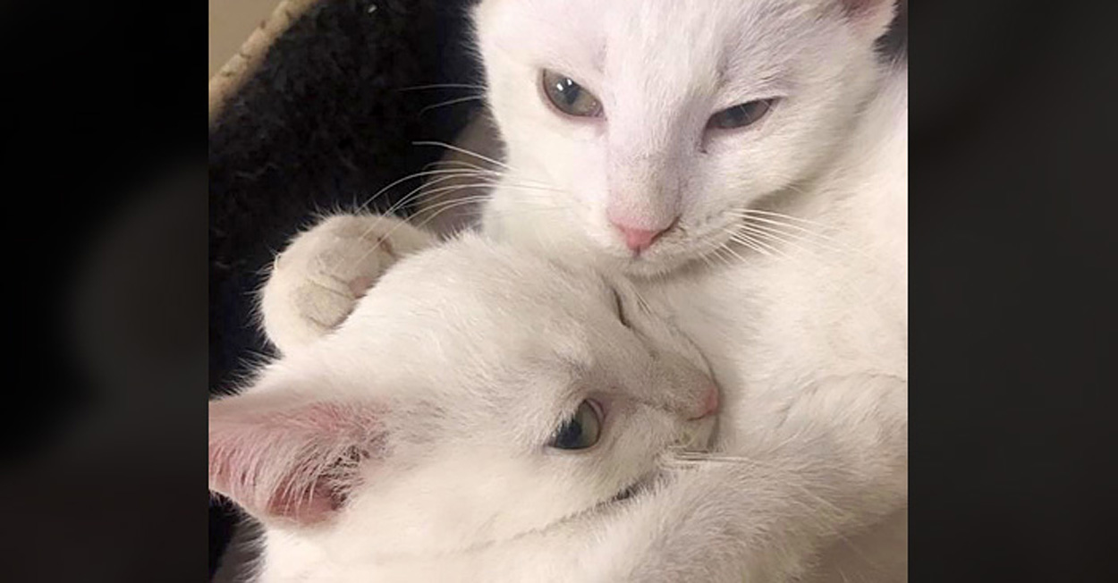 仲良しマウント」の写真が話題になった保護猫兄弟 生後9カ月になった現在の「成長した姿」にグッとくる！ねこのきもちWEB MAGAZINE