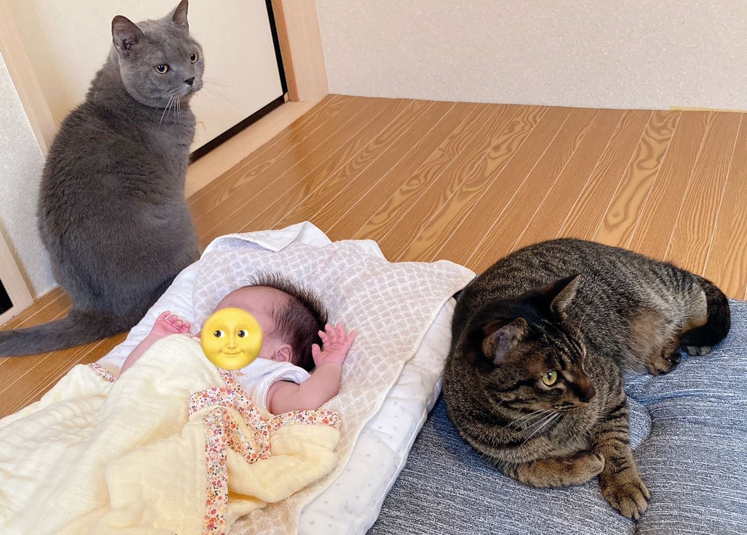 猫と赤ちゃんの幸せな2年間の物語