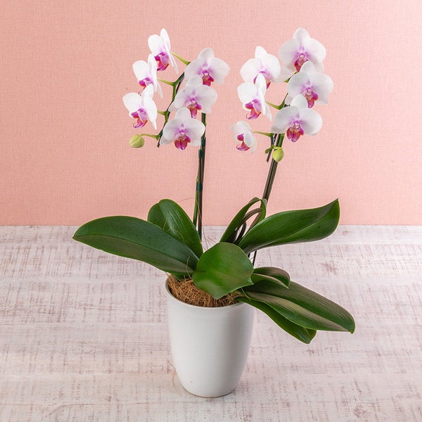 70代女性に喜ばれる消耗品プレゼント センスの良さが決め手ギフタ