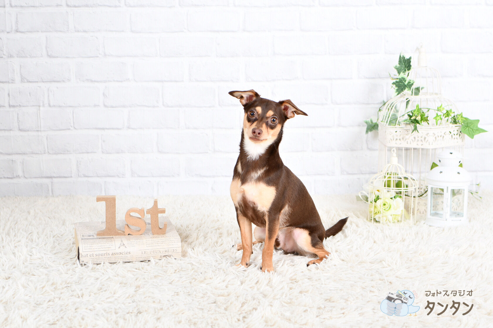 愛犬と撮るマタニティフォト - 株式会社U.RAKATA ウラカタ 公式サイト