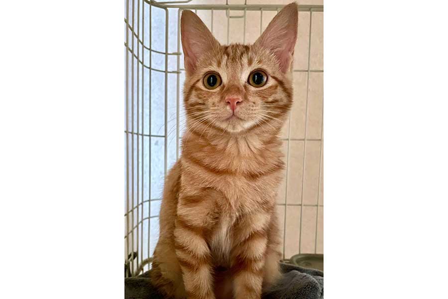 寝ぼけ顔。mau0225Flickr