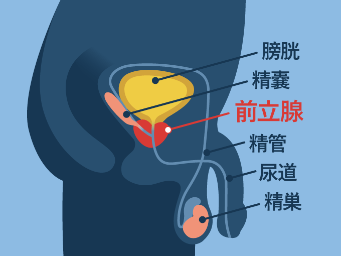 細胞から生えた毛の動きを可視化する｜Pict-Labo｜国立大学55工学系学部HP