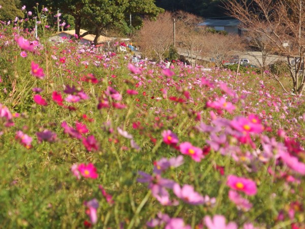 柳山アグリランド観光スポット公式 鹿児島県観光サイト かごしまの旅