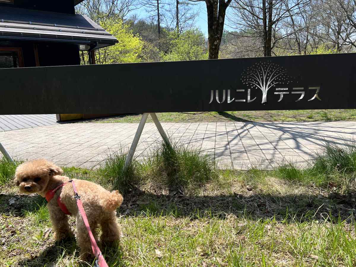 星のや軽井沢 犬と泊まれる「庭路地の部屋」もふもふウォーカ