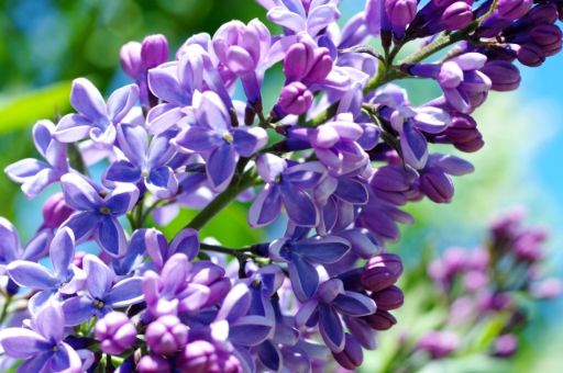 友だちに喜ばれる花のプレゼント選び方や花言葉観葉植物・お花の通販 AND PLANTSアンドプランツ