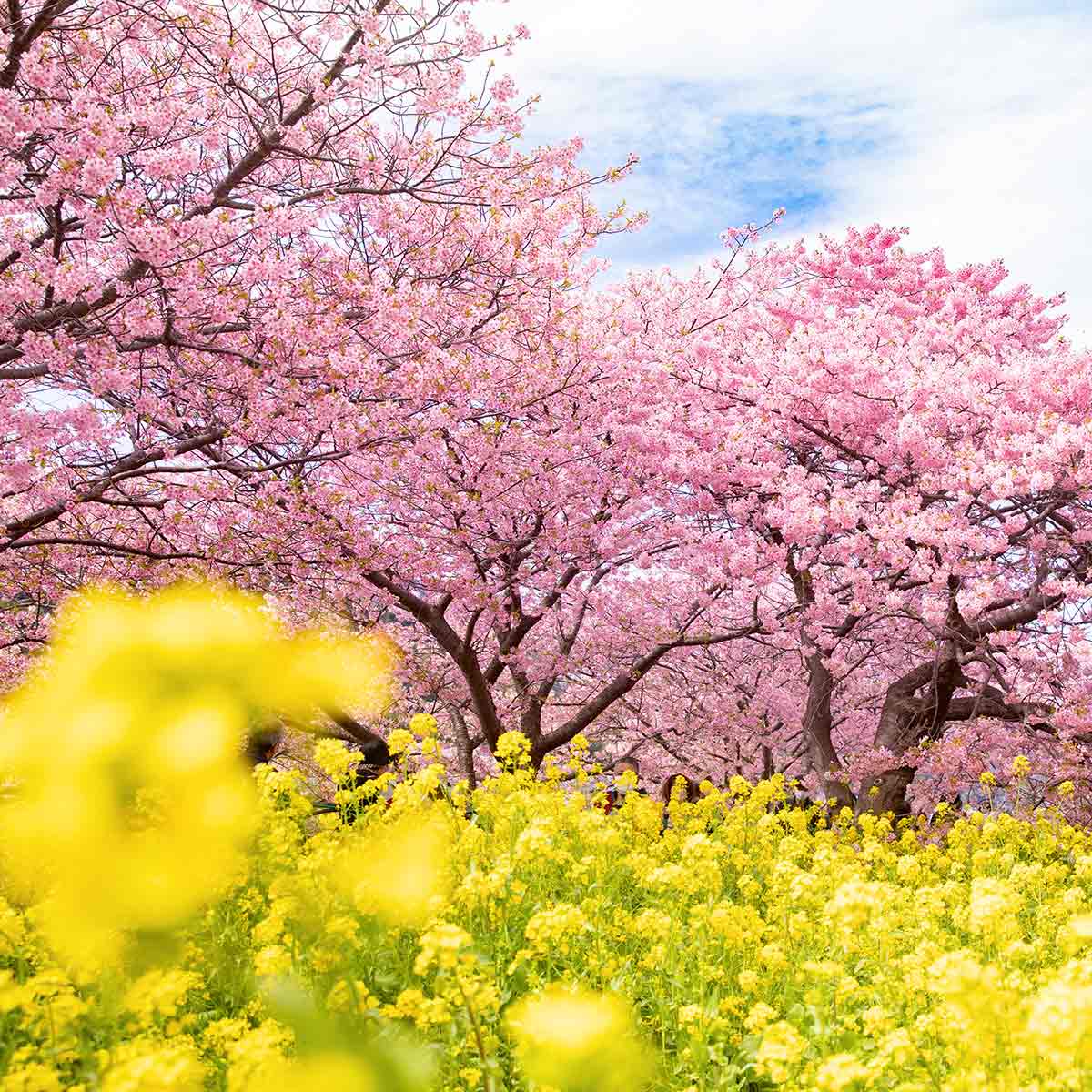佐々河津桜と古川岳展望所2019美しき天然～徒然なるままに～