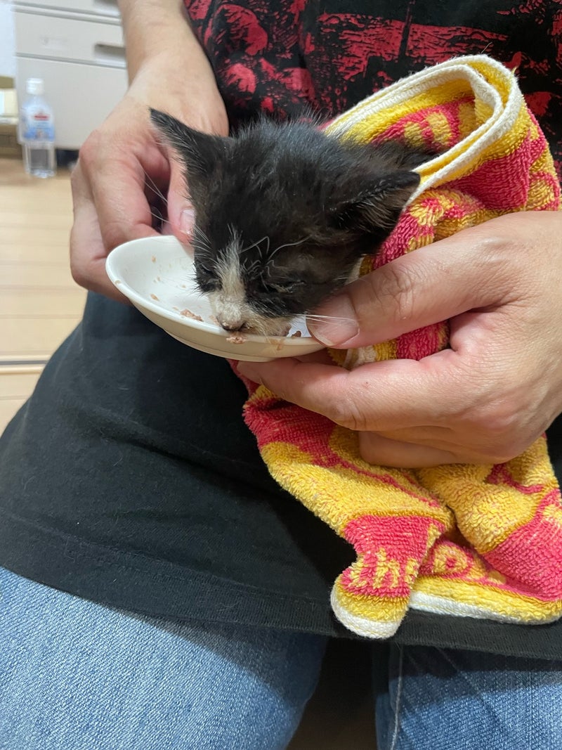 You are my princess リクエストありがとうございます！ ︎︎TikTok