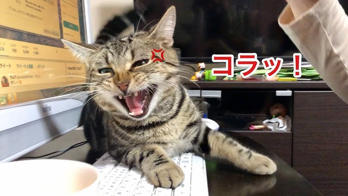 拗ねてんのがカワイー。🐺❄️REN🐈‍⬛ さんのマンガツイコミ 仮