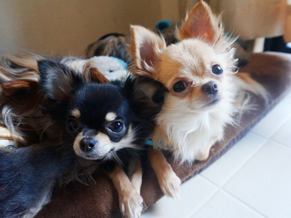 楽天市場 仲良し親子のわんこ柴犬13.8cmWOOBIA ウービア ガーデニング 犬 置物 子犬 北欧 おしゃれ ガーデン雑貨 動物ガーデニング雑貨 かわいい 可愛い リアル ナチュラル 庭 玄関 屋外 オブジェ イギリス アニマル ウェルカム エクステリア インテリア