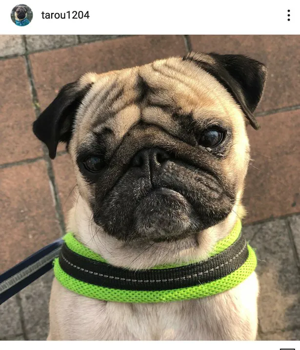 ラーメンつけ麺パグイケメン！ - Pug & Peace