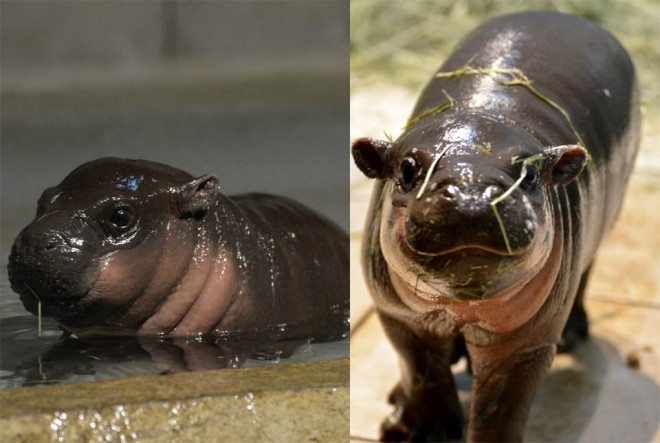 世界最小の鹿「プーズーの赤ちゃん」埼玉県こども動物自然公園visage53 カフェ・スイーツ・グルメ・おでかけ・東方神起 ドラマ・映画の日々