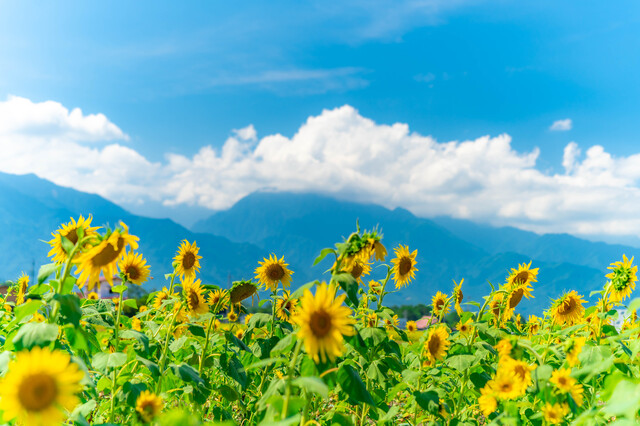 華 読み方や名前の意味は？命名に人気漢字を解説
