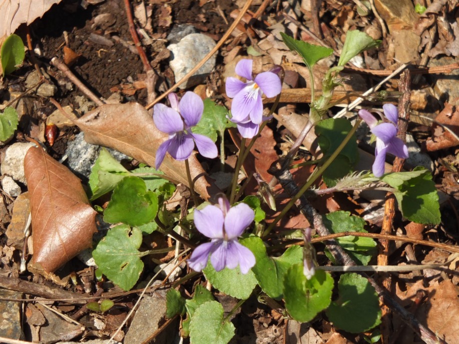 スミレ 菫スミレ科 スミレ属 野田市ホームページ