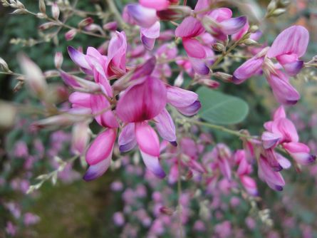 剪定業者にお礼は必要？渡す場合のタイミング等についてもご紹介ブログ兵庫県東灘区の剪定業者なら佐野造園