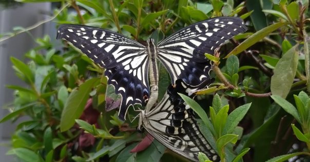 新年の健康と幸せを願う、銚子飾りトピックス京の老舗御用達の折箱京朱雀道具町 勝藤屋