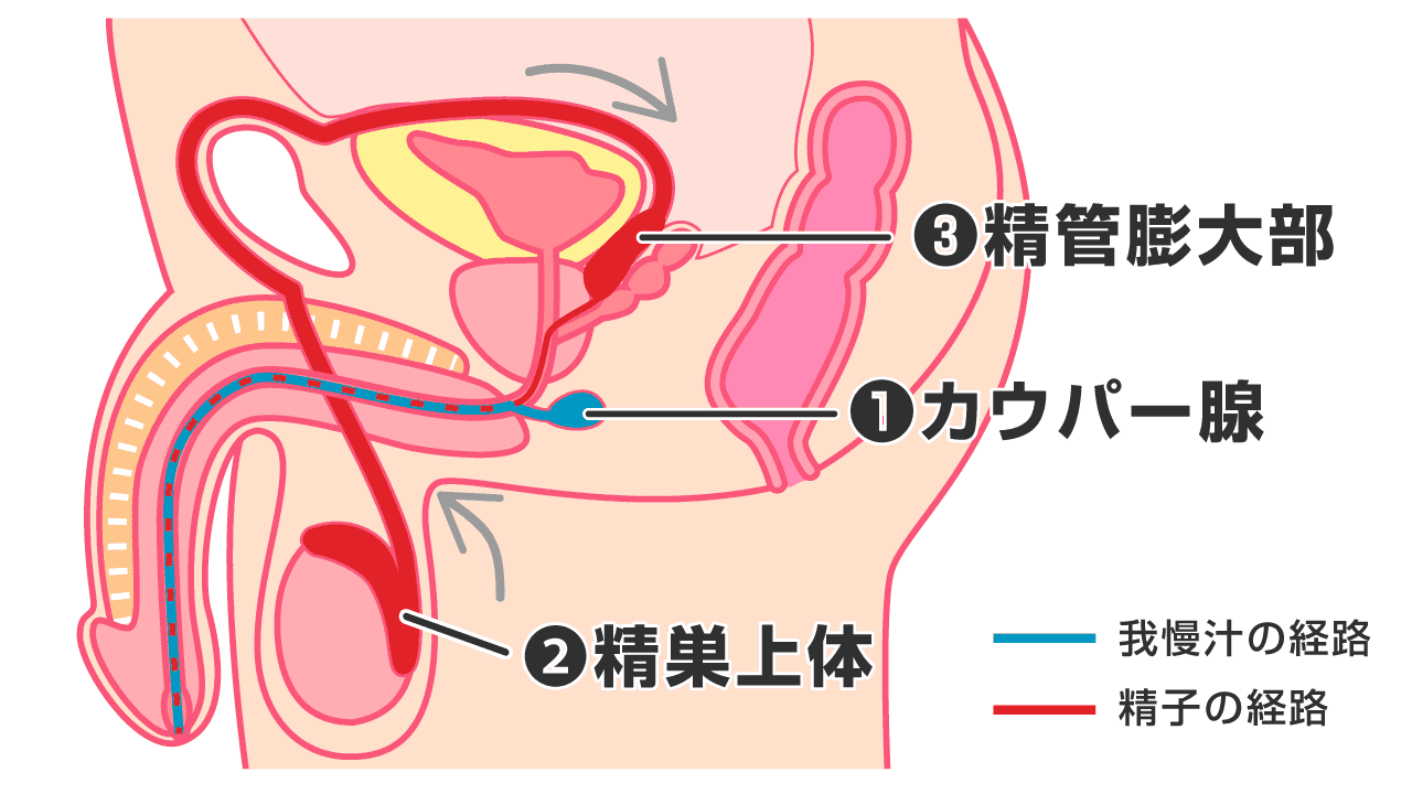 危険】検尿前日にオナニーすると再検査になりやすい理由 | KEISUKE