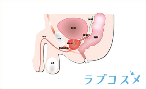 新品】超絶人気！ MEROURII エネマグラ アナルプラグ