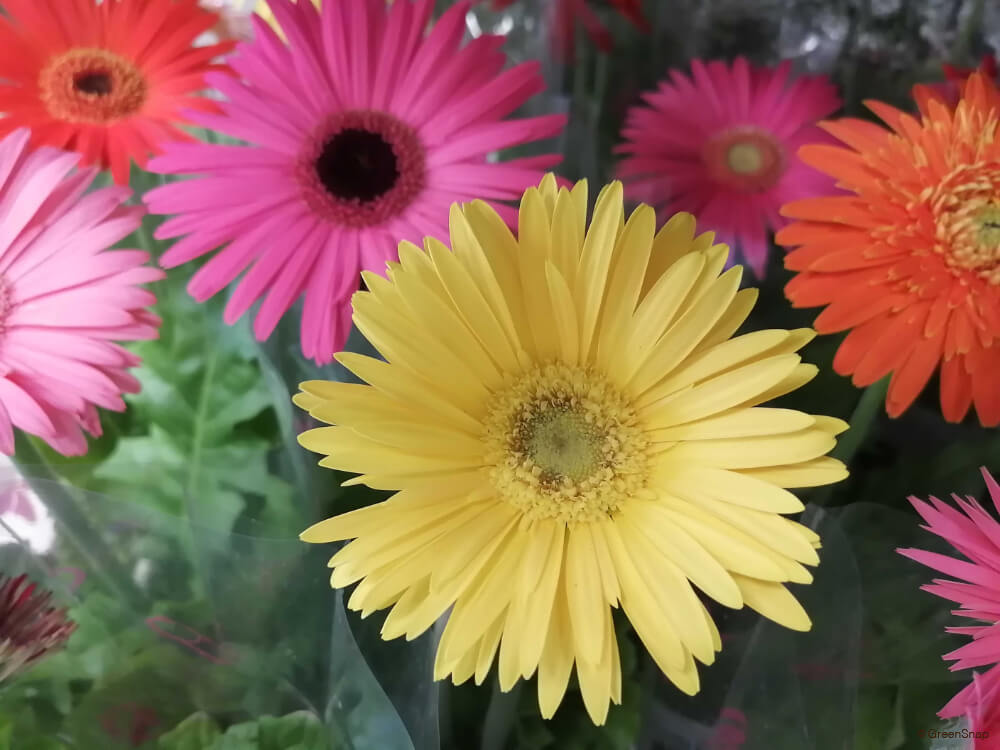 プロポーズにぴったりな花と花言葉14選花言葉・誕生花HanaPrime ハナプライム
