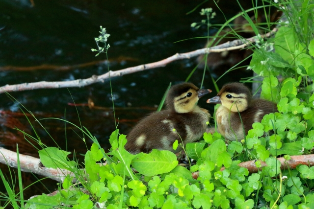 菜 名前の意味や読み方は？人気の人名漢字を解説