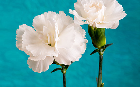 遅れてごめんね カーネーション20本の花束 母の日ギフトの大定番大輪真っ赤なカーネーションのブーケ : Hanakuma Yahoo!店 - 通販 -Yahoo!ショッピング