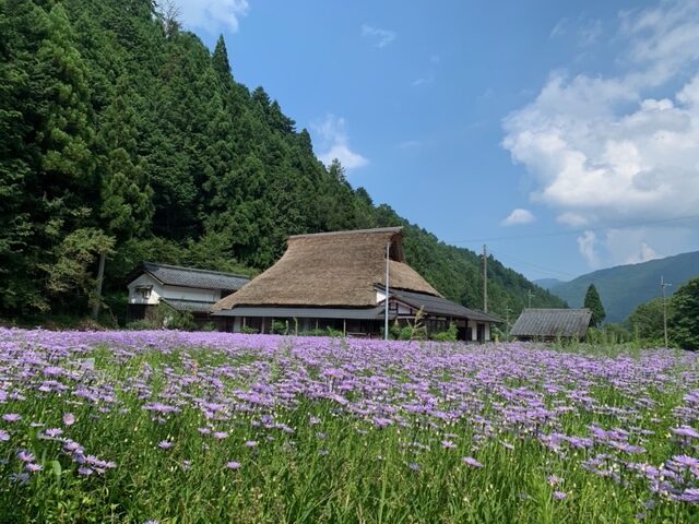 Amazon.co.jp: 京都北山杉殺人事件 (廣済堂文庫)