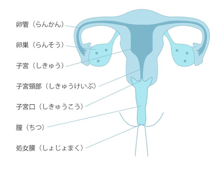 デートの日の生理を彼氏に伝える人は8割以上！-生理用品のソフィ