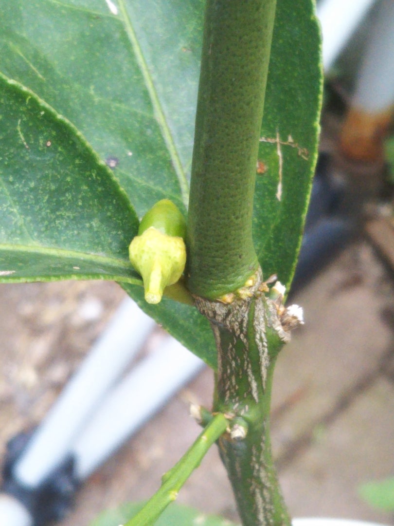 人生初めてのレモンチャレンジ🍋baby赤ちゃんかわいいmamaレモンTikTok