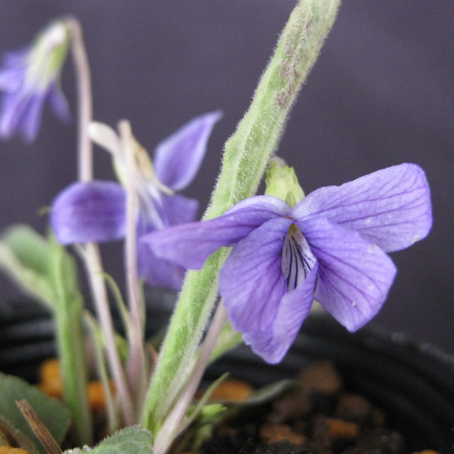 楽天市場山野草 スミレ 菫 ヒゴスミレ 肥後菫 ２．５〜３号 １ポット: charm 楽天市場店