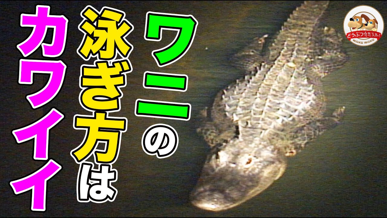 プールでワニさんに変身！6月2025年北浜南幼稚園 ブログ北浜南幼稚園 Blog