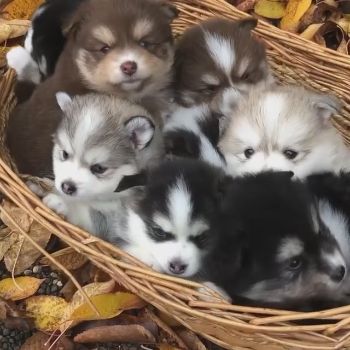 追記💖素敵な家族が決まりました！幸せになってね！🥹💗, 今日はとても珍しいミックス犬ポンスキーです！,とても甘えん坊さんでスタッフやお客さんにデレデレです♡, ほんとに可愛くてとても癒しなんですよ〜😽💖,この子実はワンワンって吠えないんですよ⁉️, アウアウって吠えるんです可愛すぎませんか‼️, ふわふわでとてもお客様からも大人気です😵‍💫🩵,