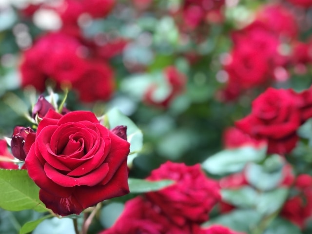 習慣で恋愛運アップ！部屋や待ち受けに風水を取り入れ恋愛の運気を引き寄せ結婚相談所なら ゼクシィ縁結びエージェント