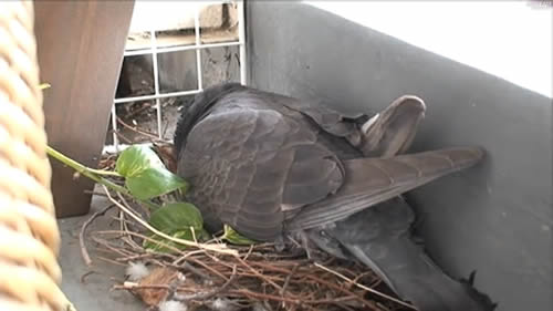 白い鳩は普通の鳩と何が違う？飼う方法や被害への対策を紹介