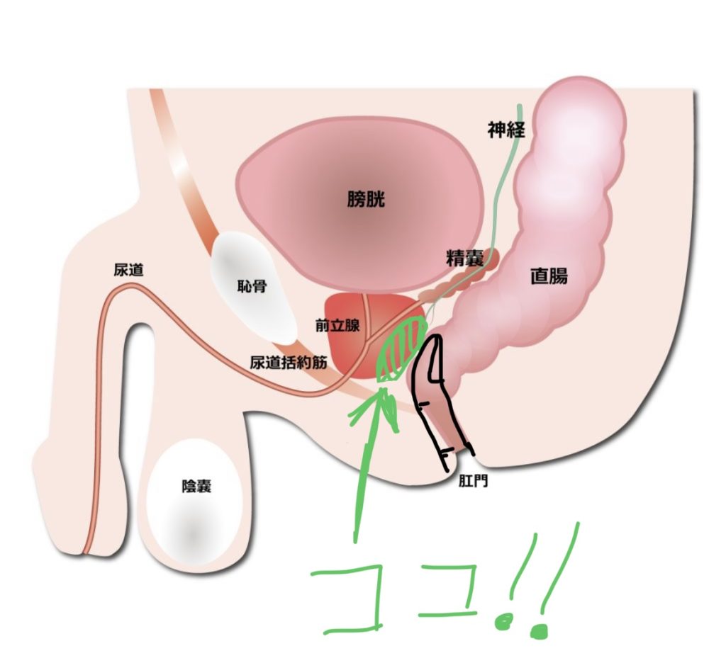 ドS嬢の直伝！イケるアナニーのやり方とコツを紹介！【初心者向け】 - エムオグラシ