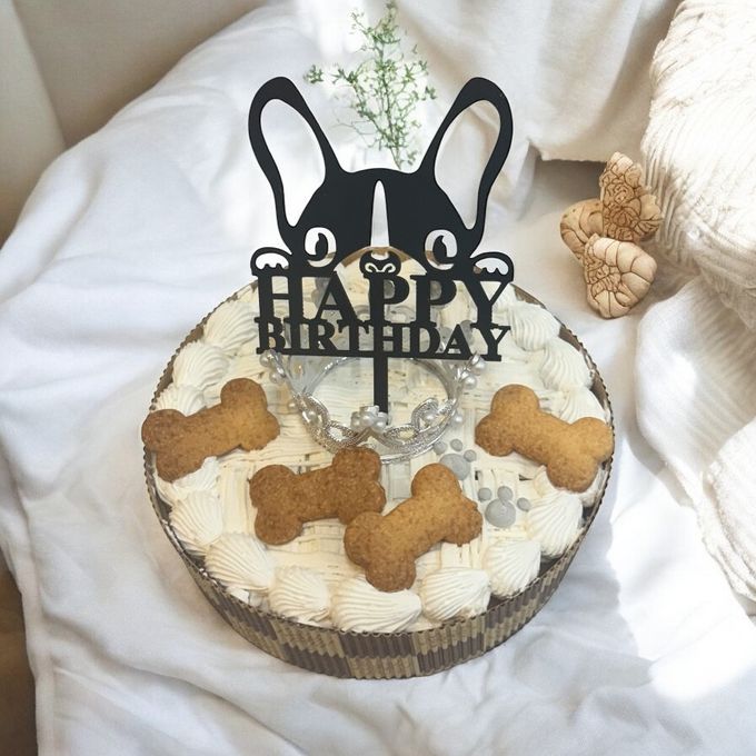 愛犬家のための犬専門写真館 “Dogram” で、ハーフバースデーの撮影を - starnote*