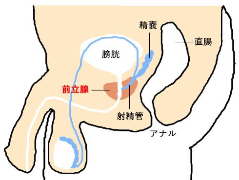 前立腺マッサージとはどんなプレイ？ 風俗エステ嬢がやり方を詳細解説 | シンデレラグループ公式サイト