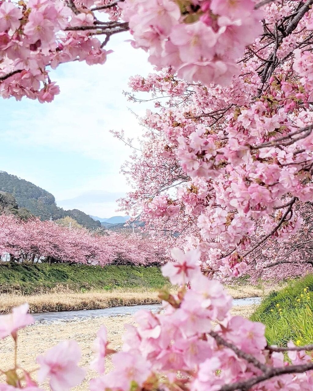 少しずつ暖かくなってきており、アスペクタの河津桜が満開を迎えています。 春を感じる季節になってきましたね南阿蘇南阿蘇村南阿蘇村の景色アスペクタ河津桜桜春満開見頃見頃です