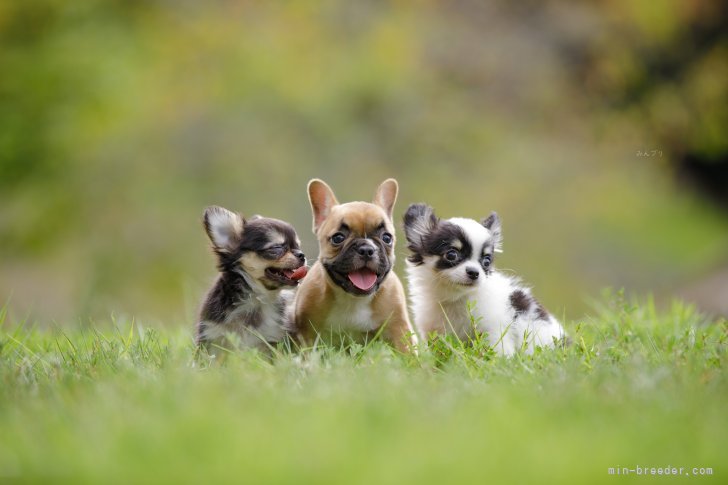 白井家の新着記事アメーバブログ アメブロ