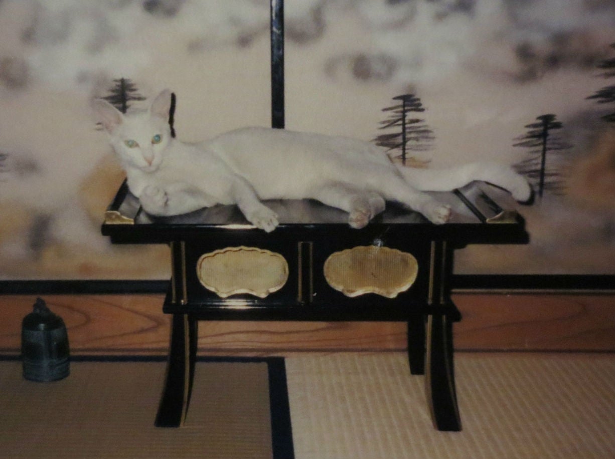 かわいすぎると話題になった英語教科書の「エレン先生」、今は英語以外の教科にも!? 採用の理由、出版社に聞いた 1 2ねとらぼ