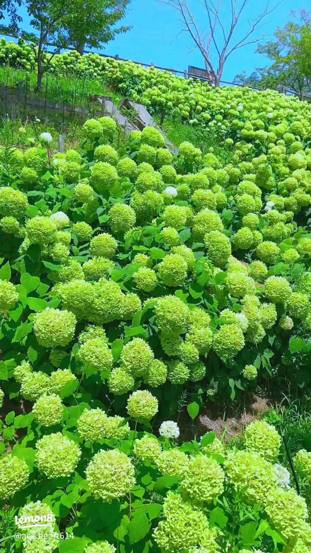 アノニマスタジオ