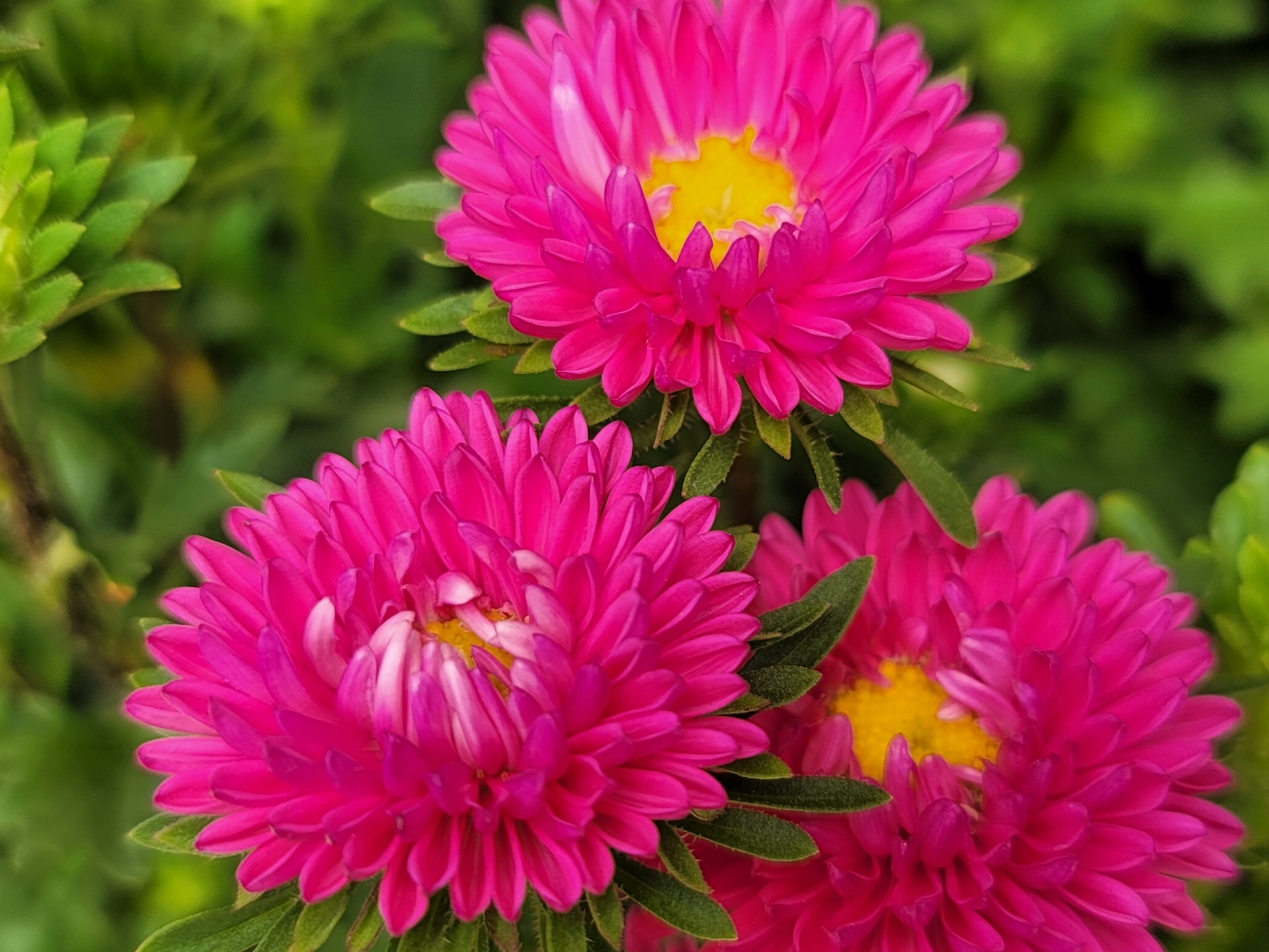 4月4日の誕生花はマーガレット！花言葉から価格まで紹介します