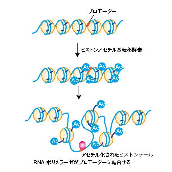 C言語 リンカの役割【リンクエラーが起きた時の対処方法解説】